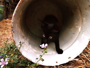 Close-up of cat sitting outdoors