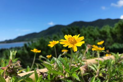 Close-up of yellow flowering plant on field