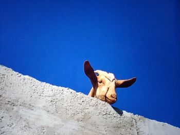 Low angle view of a horse against clear blue sky