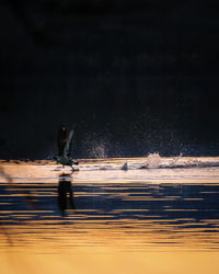 Man surfing on sea against sky at night