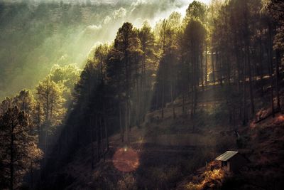 Close-up of trees at sunrise