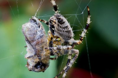 Close-up of spider on web