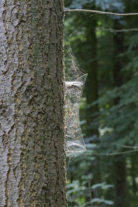 Close-up of tree trunk in forest