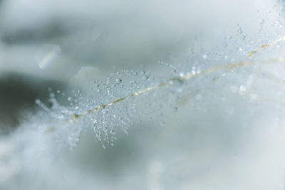 Close-up of water drops on plant