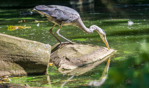 Bird perching on a lake