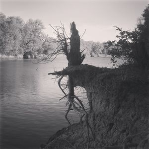 Bare tree by lake against sky