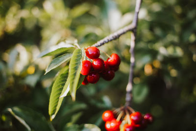 Close-up of cherries growing on tree over field