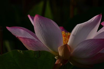 Close-up of lotus lily