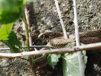 Close-up of lizard on tree