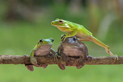 Close-up of frogs on branch