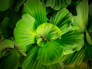 Close-up of green leaves