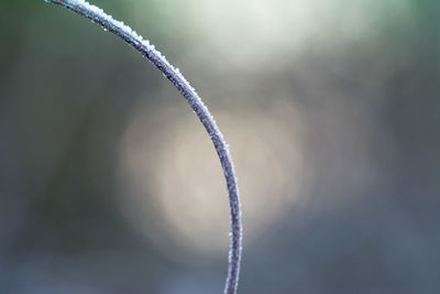 Close-up of frozen plant