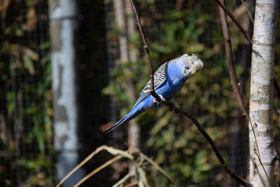 Bird perching on a tree