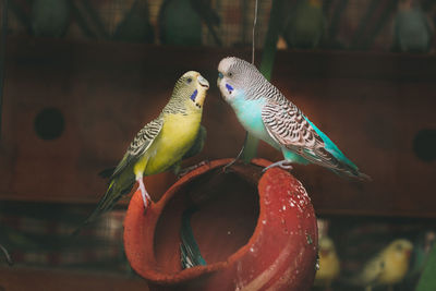 Close-up of two birds perching