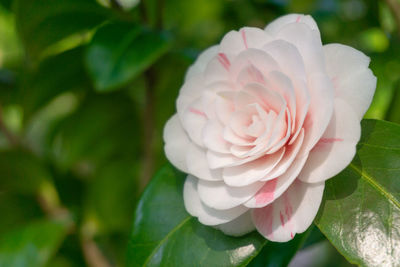 Close-up of pink rose flower