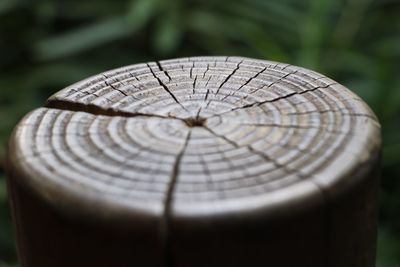 Close-up of tree stump