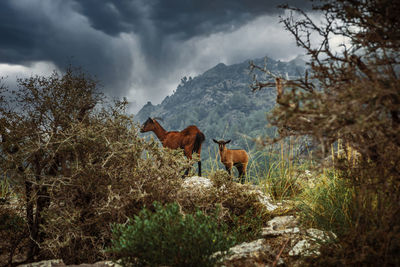 Mountain goat and her kid in a moody scenery, in the serra de tramuntana on mallorca