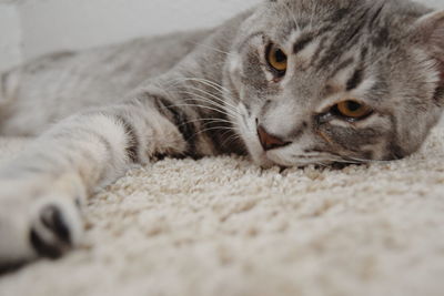 Close-up of cat lying on rug