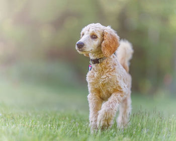 Dog looking away on field