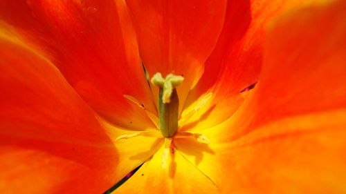 Macro shot of orange day lily blooming outdoors