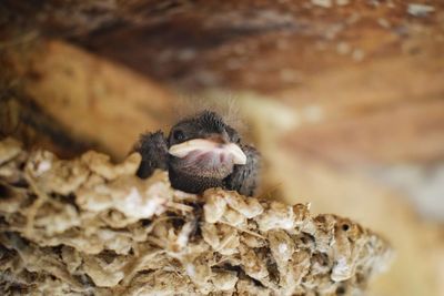 Close-up of young bird in nest