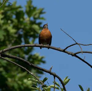 Low angle view of bird perching on branch against sky