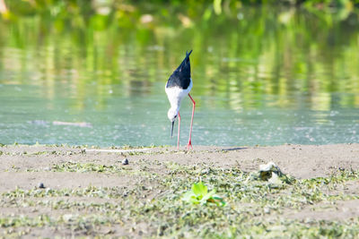 Bird perching on a lake