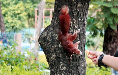 Human hand holding tree trunk