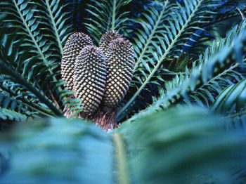 Close-up of plants growing on field