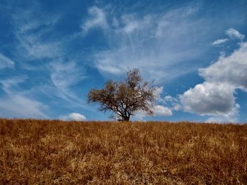 Tree on field against sky