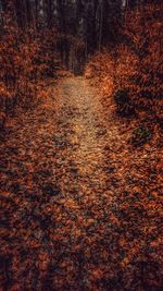 Trees in forest during autumn