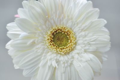 Close-up of white flower