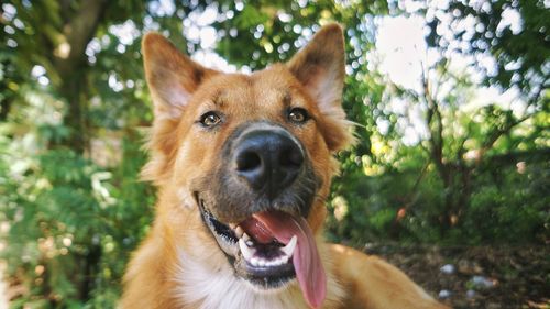 Portrait of dog in park