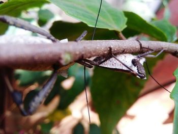 Close-up of butterfly perching on leaf