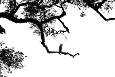 Low angle view of bird perching on tree against clear sky