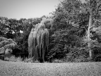 Trees growing on field against clear sky
