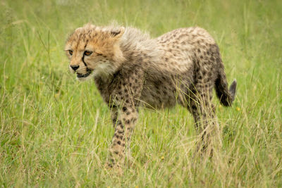 Cheetah cub walks through grass facing left