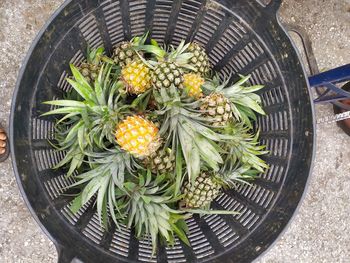 High angle view of fruits in basket