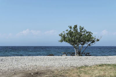 Tree by sea against sky