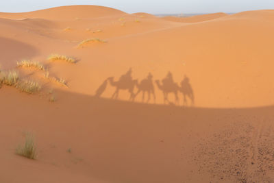 Shadow of people and camels on sand dune at desert