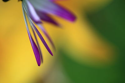 Close-up of purple flowers