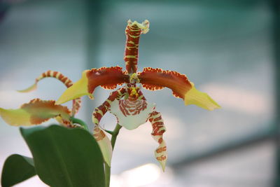 Close-up of flowering plant