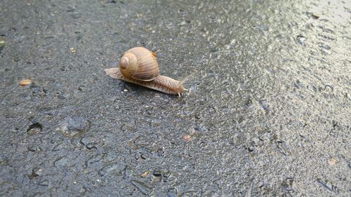High angle view of snail on wet street