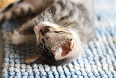 Close-up of a cat