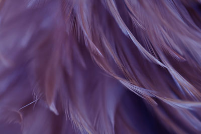 Full frame shot of purple feathers