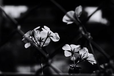 Close-up of white flowers against blurred background