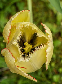 Close-up of white flowering plant