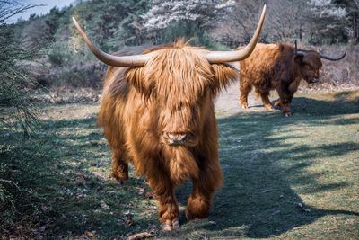 Horse standing in a field