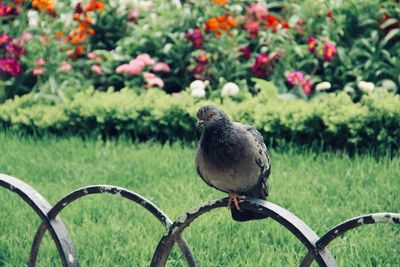 Close-up of bird perching on plant