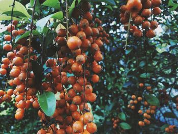 Close-up of fruits on tree